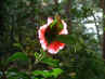 backlit flower